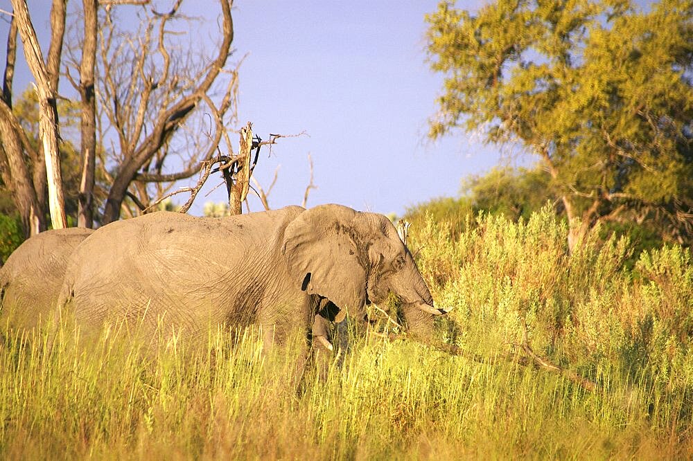 Elephant. Okavango Delta, Botswana