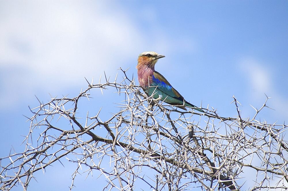 Lilac Breasted Roller. Okavango Delta, Botswana