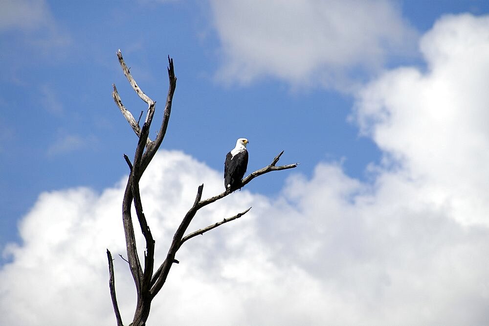 Watchful Fish Eagle. Okavango Delta, Botswana