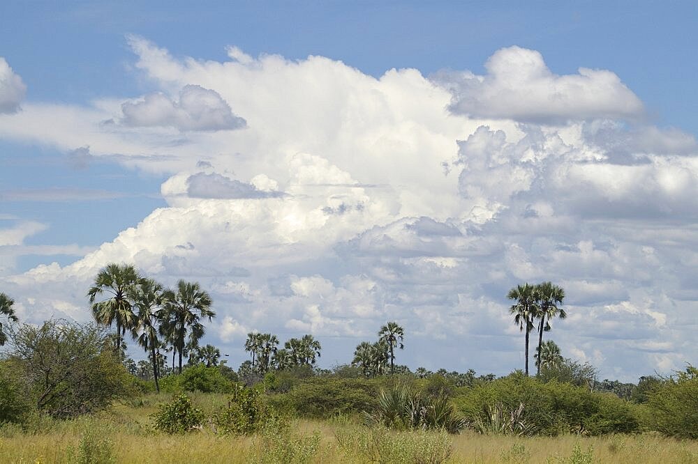 Thunderstorms building. Okavango Delta, Botswana