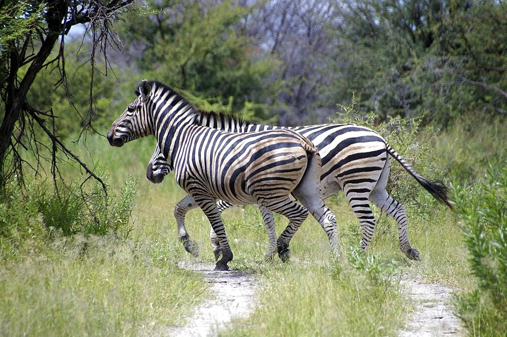 Zebra. Okavango Delta, Botswana