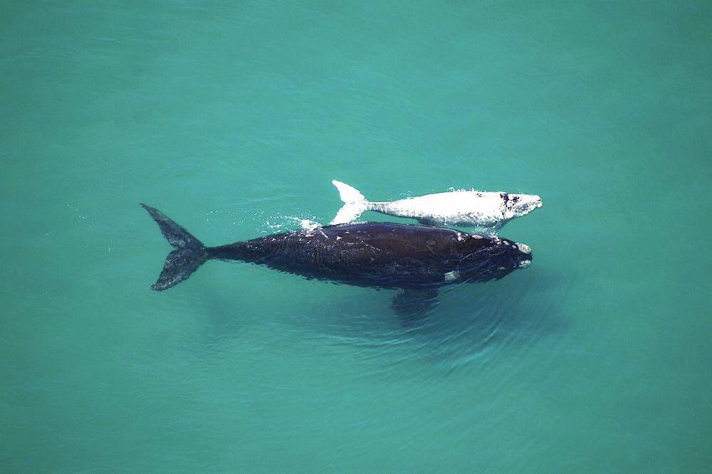 Southern Right Whale (Eubalaena australis). Mother and albino calf. The Cape, South Africa