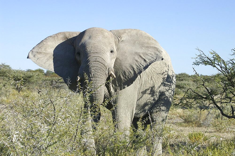 Elephant. Etosha National Park, Namibia