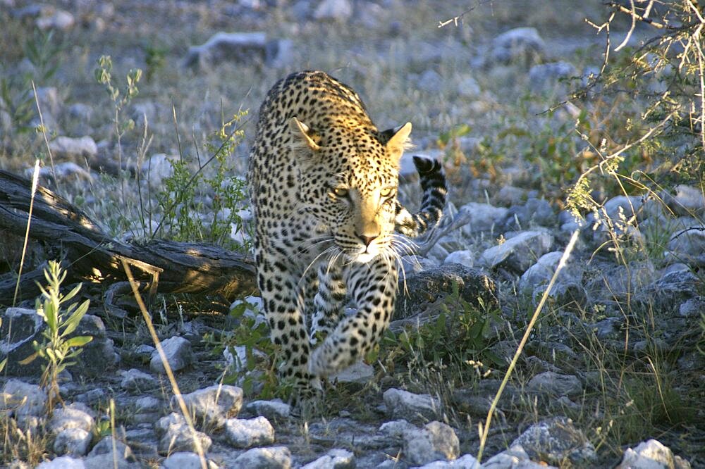 Leopard. Etosha National Park, Namibia
