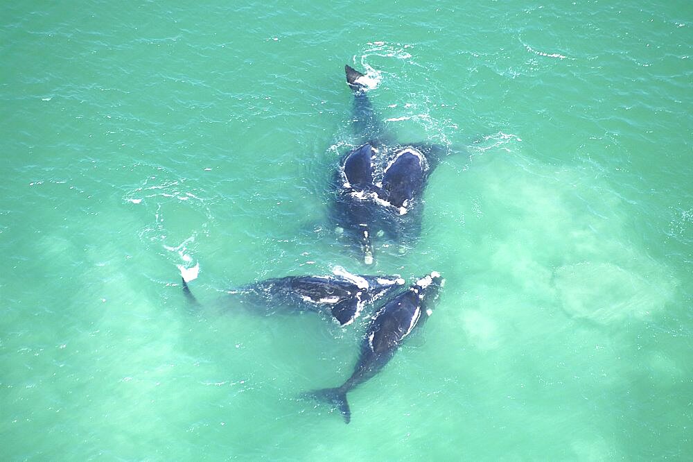 Aerial view of Southern right whales (Balaena glacialis australis). Male courting a female in shallow water. Cape Peninsular, South Africa   (rr)