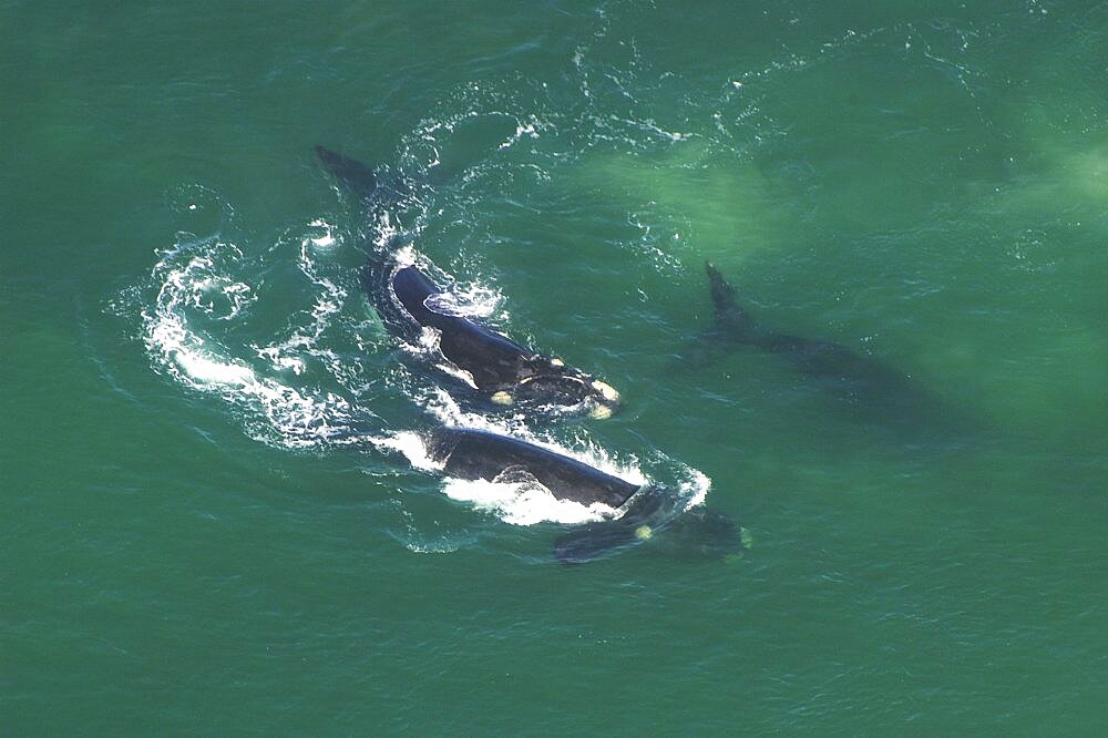 Aerial view of Southern right whales (Balaena glacialis australis). Males courting a female in shallow water. Cape Peninsular, South Africa   (rr)