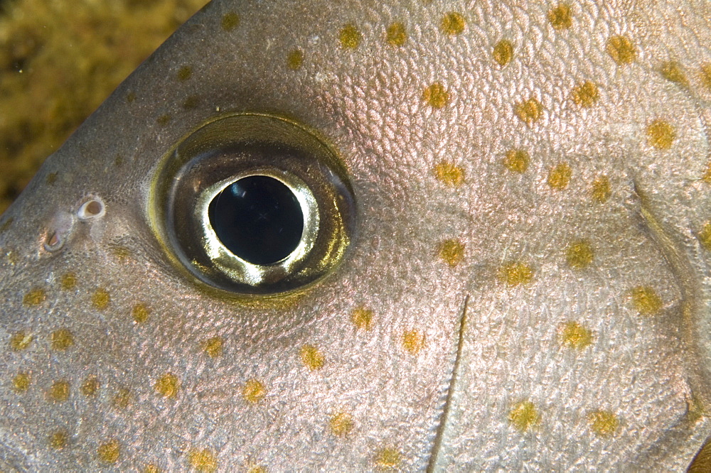 Close Up of Fish eye (Species unknown).
Seychelles
   (RR)