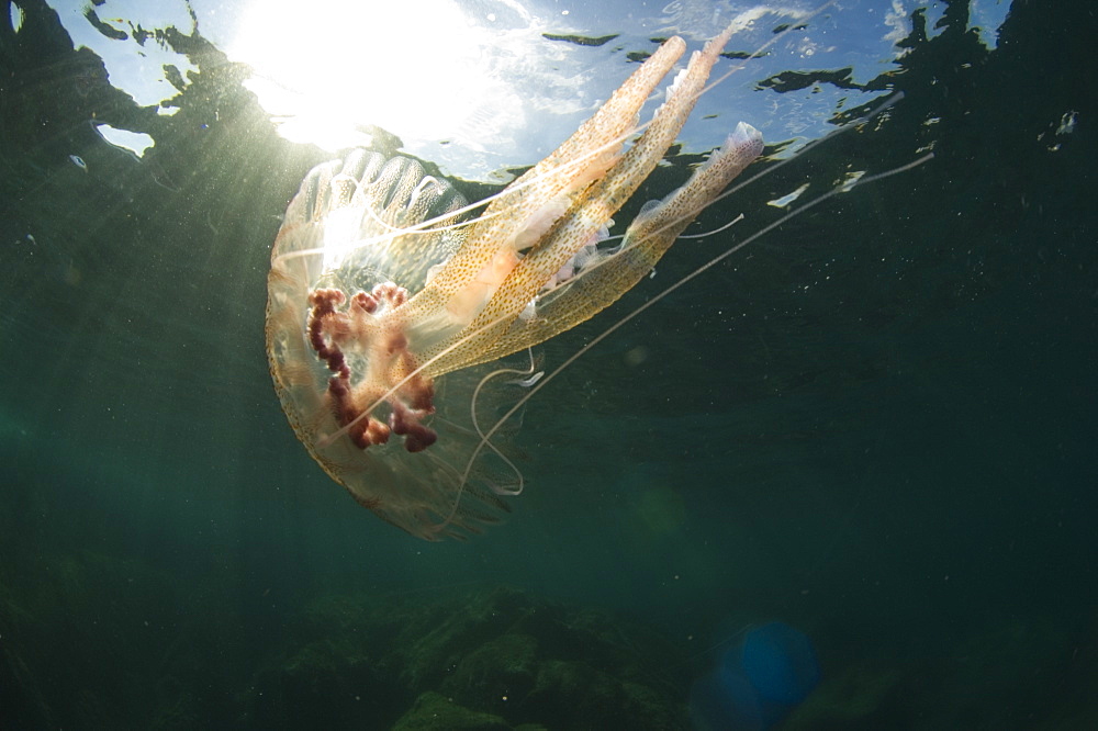 Purple Stinger Jellyfish (Pelagia notiluca).
Sardinia, Italy, Mediterranean
