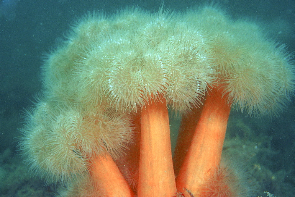 Plumrose Anemone (Metridium senile) Babbabcombe, Torquay, South Devon, UK
   (RR)