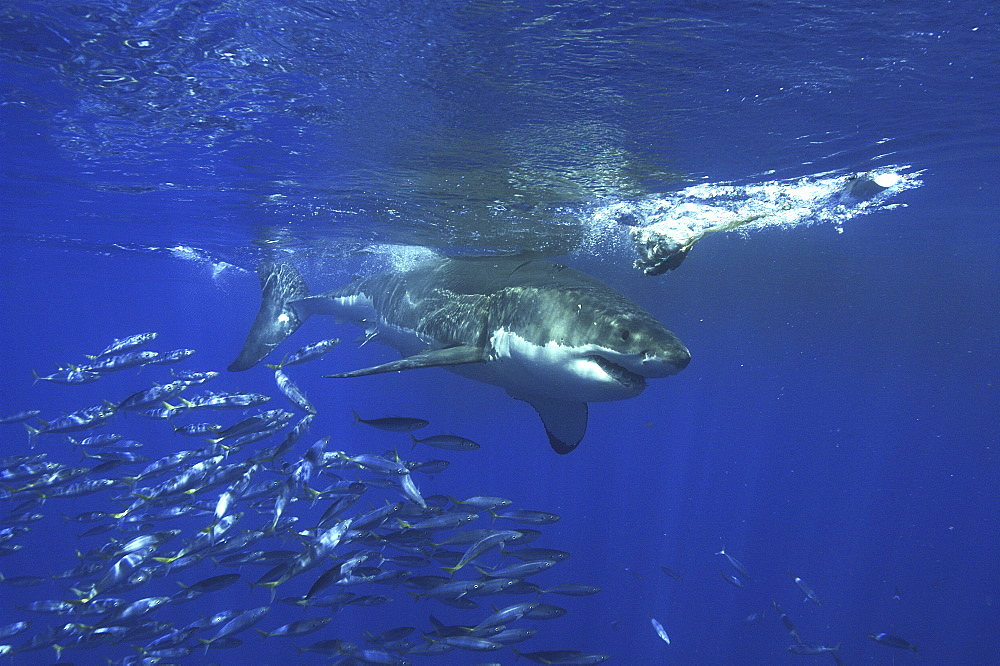 Great White Shark (Carcharodon carcharias). 
Isla Guadalupe, Mexico, Central America
Restricted resolution (Please contact us)   (RR)