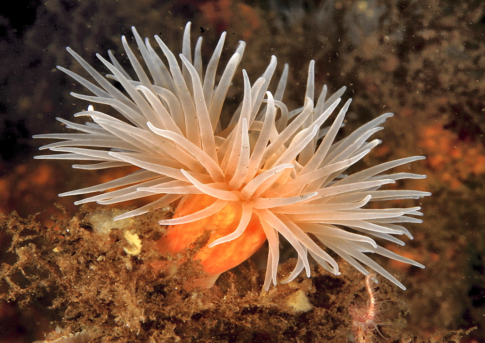 Dahlia Anemone (Urticina felina).
Oban, Scotland, UK
