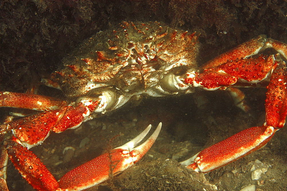 Common Spider Crab (Maja squinado) Babbabcombe, Torquay, South Devon, UK
   (RR)