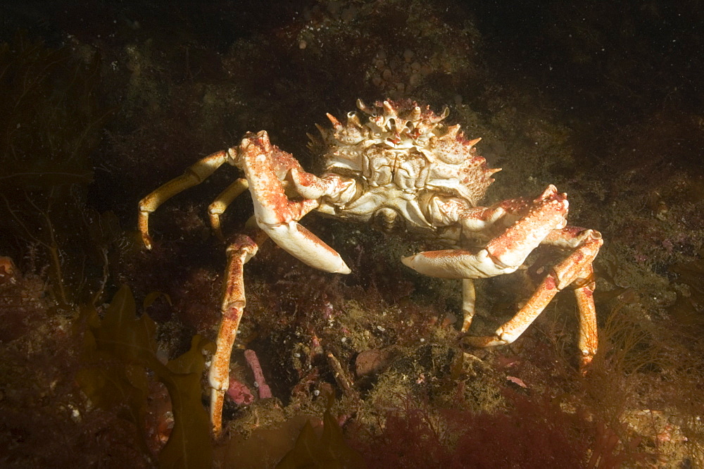 Common Spider Crab (Maja squinado) 
UK
