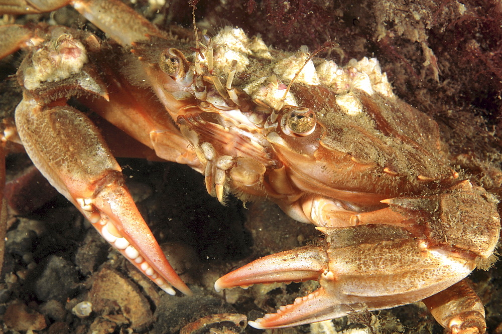 Edible Crab (Cancer pagurus).
Oban, Scotland, UK
   (RR)