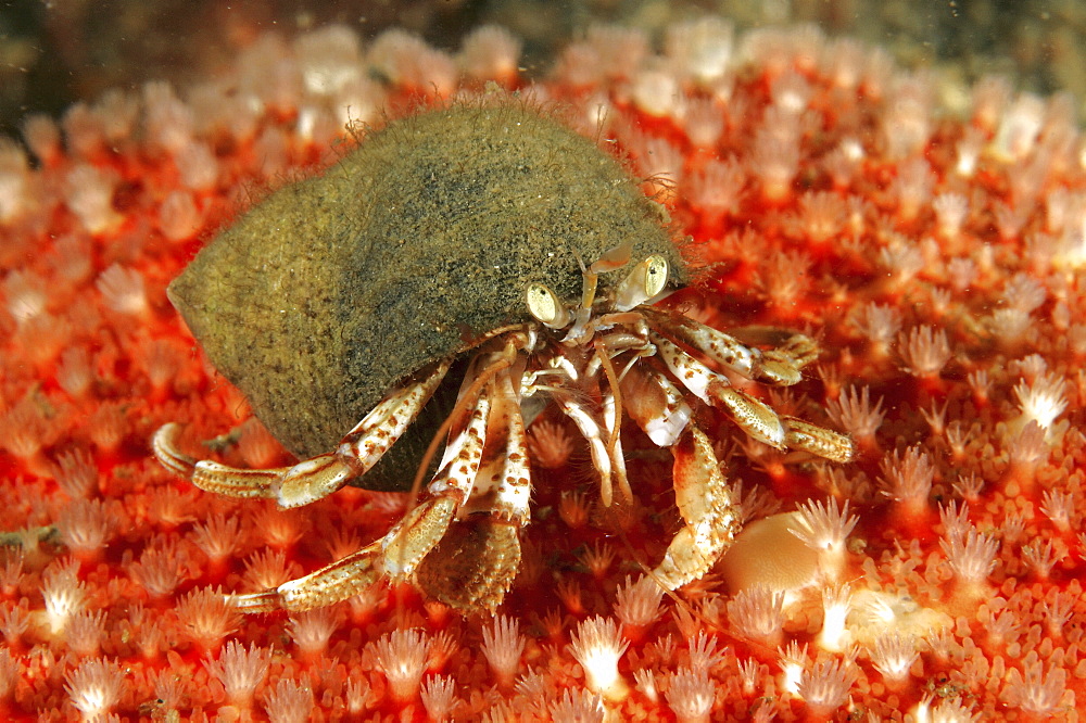 Hermit Crab (Pagurus bernhardus).
Oban, Scotland, UK
   (RR)