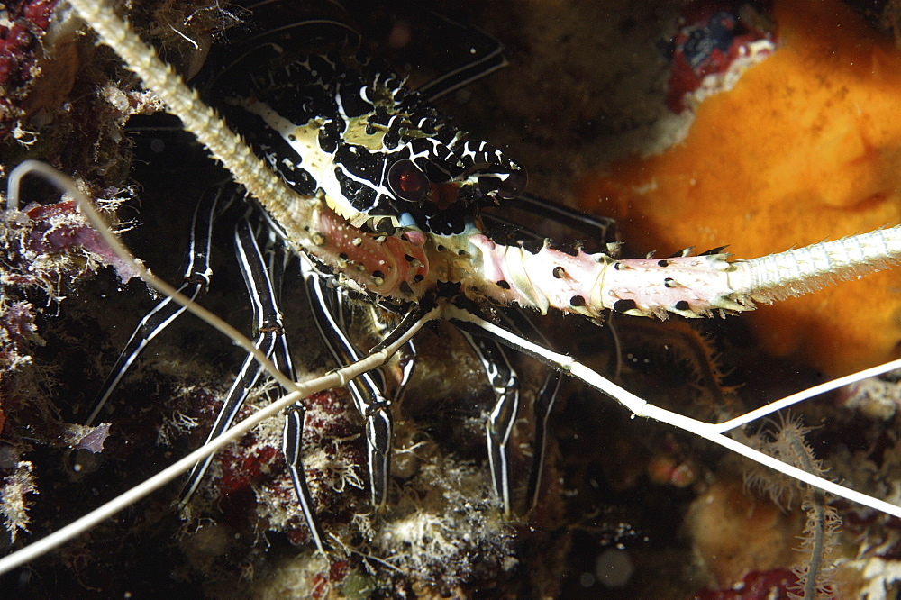 Spiny Lobster (Panulirus femoristriga).
Wakatobi, Onemobaa Island, Indonesia
   (RR)