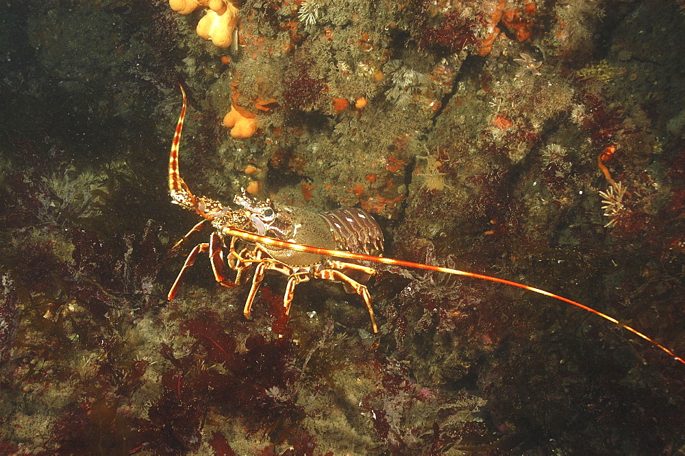 European Spiny Lobster (Palinurus elephas) 
Scraggane, The Maharees, County Kerry, Ireland
Restricted resolution (Please contact us)   (RR)