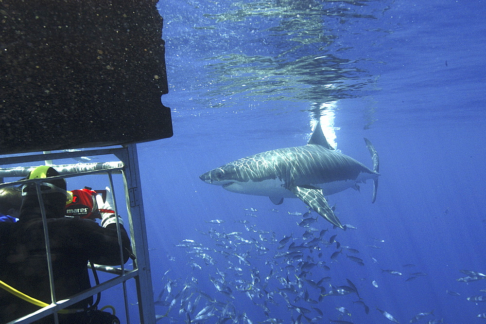 Great White Shark (Carcharodon carcharias) With shoal of fish. 
Isla Guadalupe, Mexico, Central America
Restricted resolution (Please contact us)   (RR)