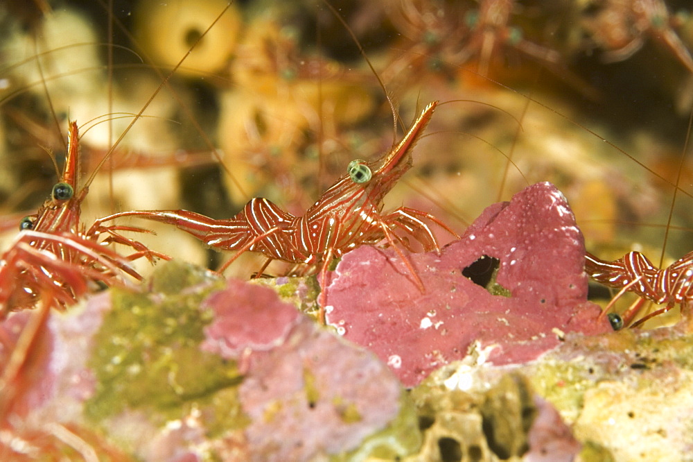 Shrimp (Species unknown).
Seychelles
   (RR)