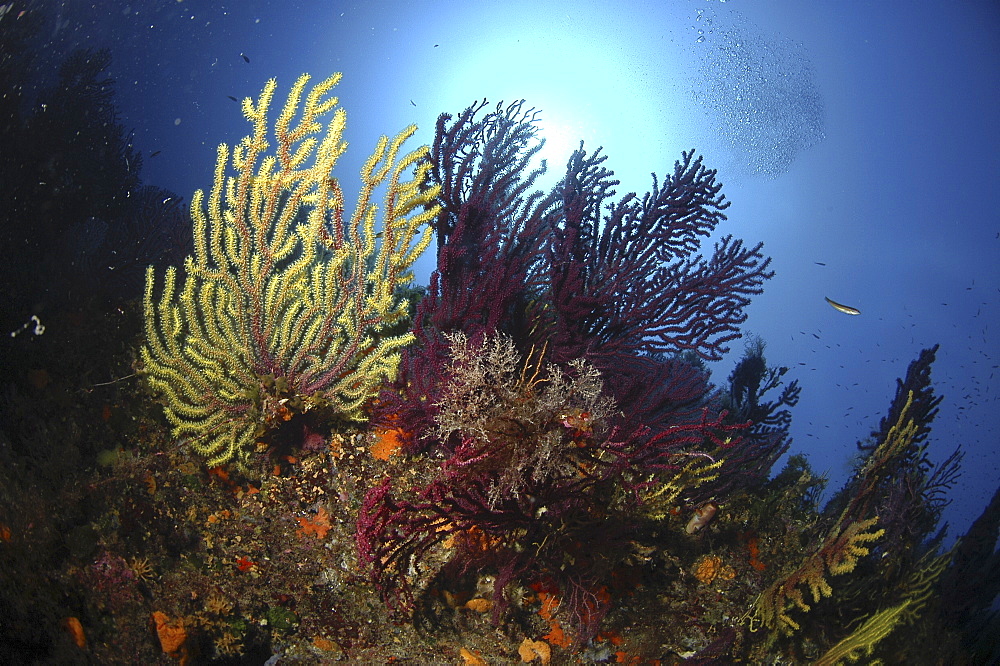 Soft Corals & Gorgonian Seafans (Species unknown).
Sardinia, Italy
   (RR)