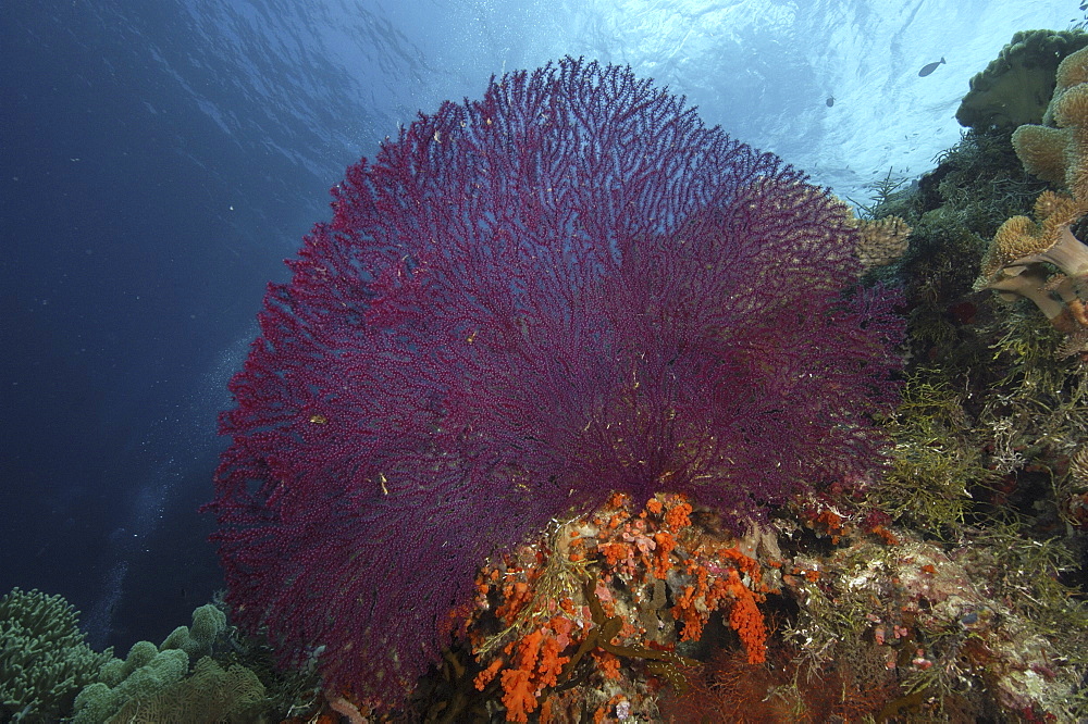 Coral Reef Scene with Sea Fans (Gorgonia sp.).
Wakatobi, Onemobaa Island, Indonesia
   (RR)