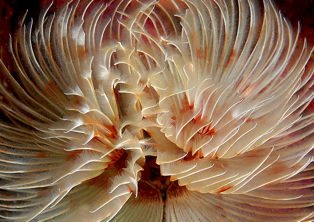 Feather Duster Worm (Species unknown) Babbacombe, Torquay, South Devon, UK
