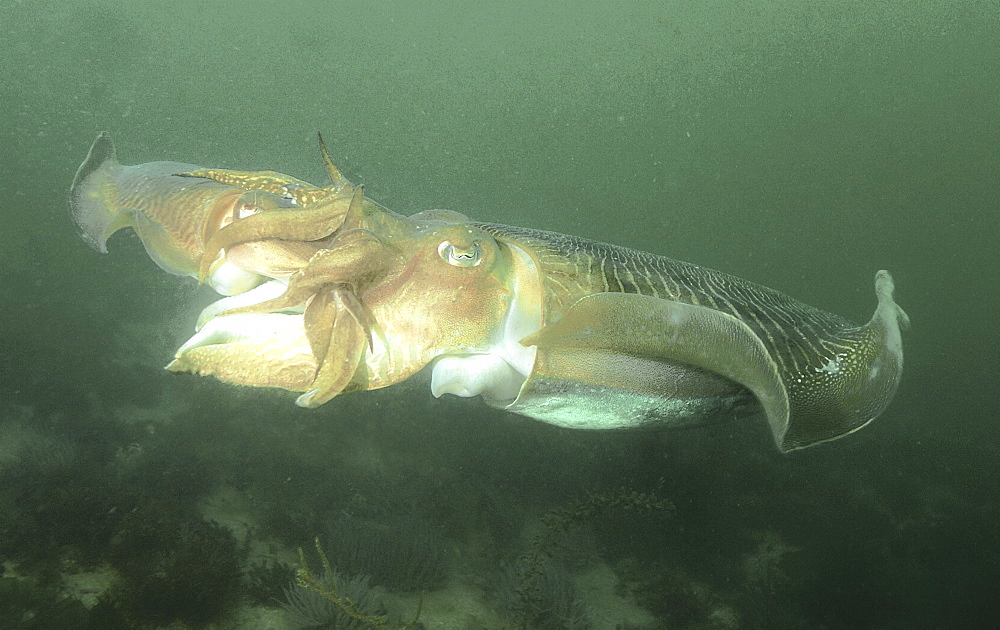 Cuttlefish (Sepia officinalis) Two mating head to head within minutes of first encounter. Babbacombe, Torquay, South Devon, UK
   (RR)