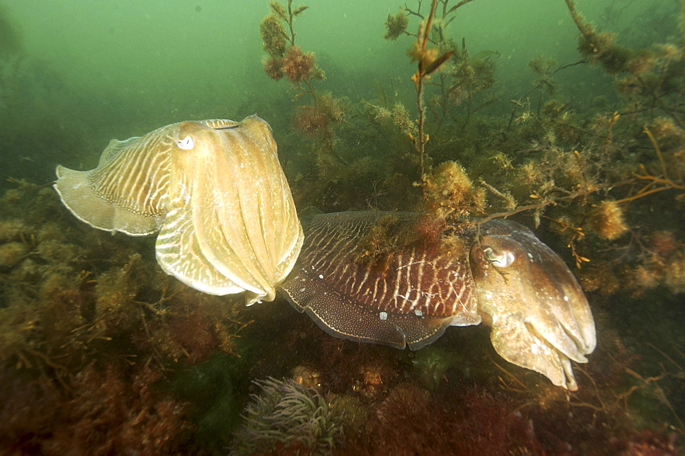 Cuttlefish (Sepia officinalis) Courtship. 
Babbacombe, Torquay, South Devon, UK
   (RR)