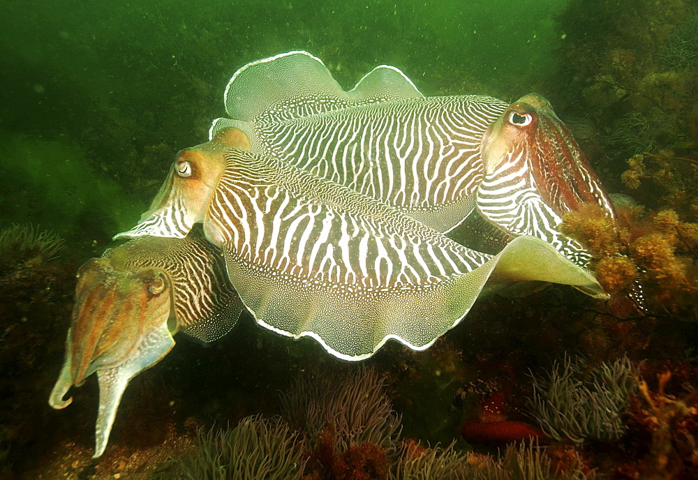 Cuttlefishes (Sepia officinalis).
Babbacombe, Torquay, South Devon, UK
