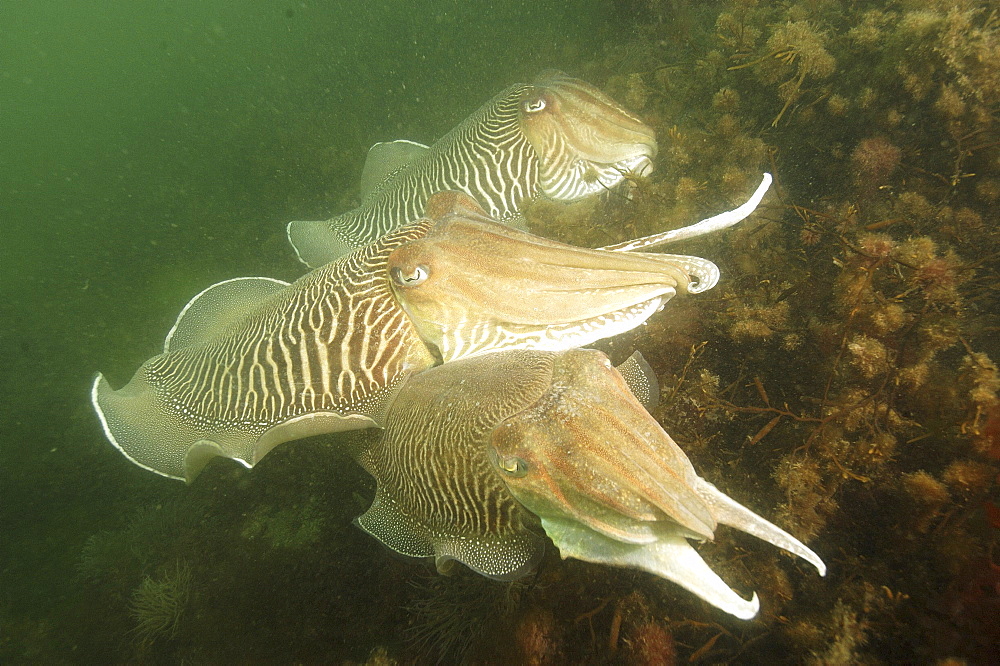 Cuttlefishes (Sepia officinalis).
Babbacombe, Torquay, South Devon, UK
   (RR)