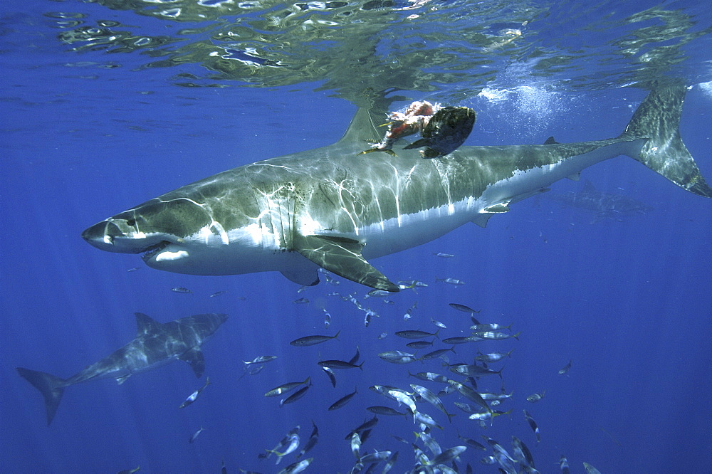 Great White Shark (Carcharodon carcharias) Two, swimming with soal of fish. 
Isla Guadalupe, Mexico, Central America
   (RR)