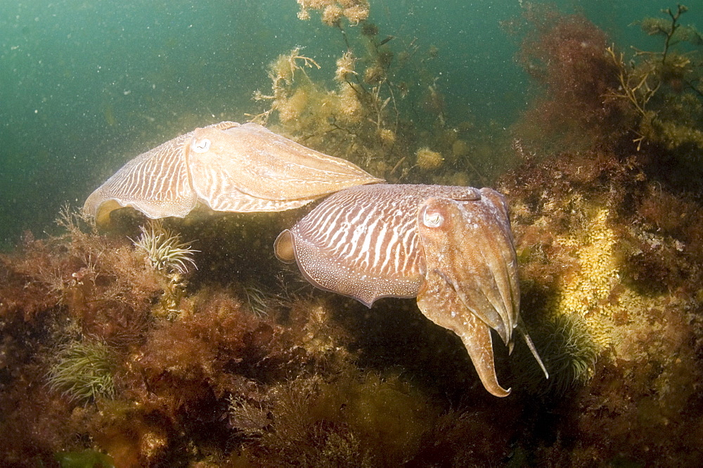 Cuttlefish (Sepia officinalis) Two mating. 
Babbacombe, Torquay, South Devon, UK
   (RR)