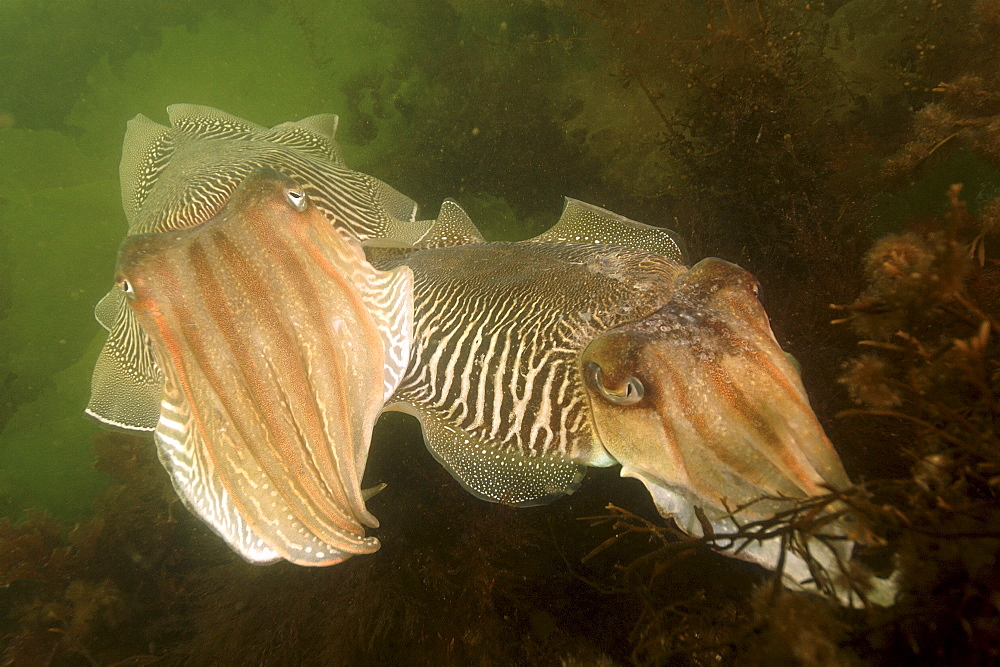 Cuttlefish (Sepia officinalis) Two feeding. 
Babbacombe, Torquay, South Devon, UK
Restricted resolution (Please contact us).   (RR)