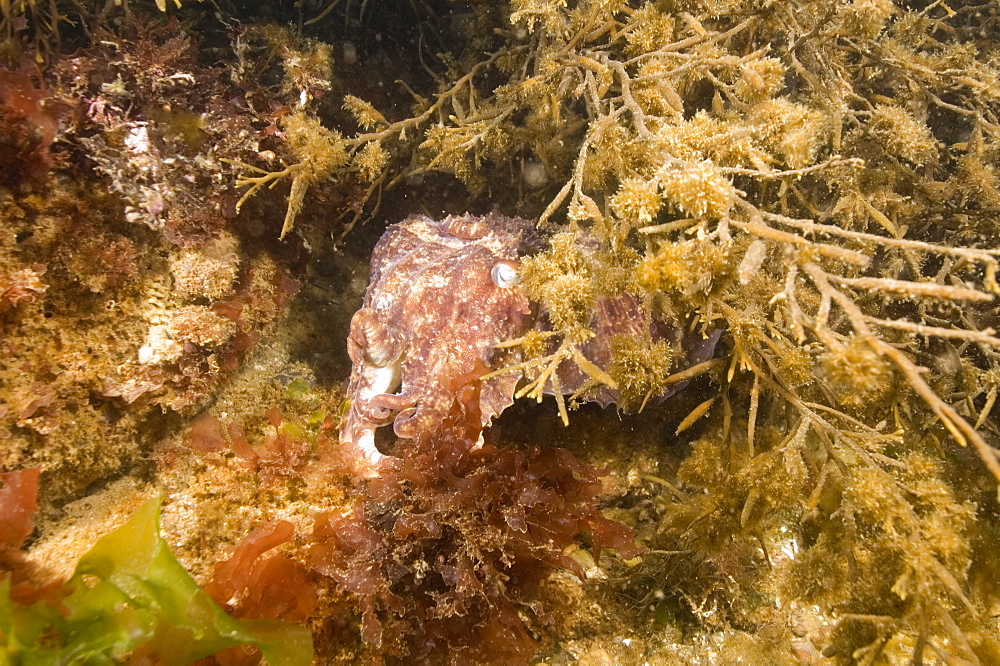 Cuttlefish (Sepia officinalis) Hiding. 
Babbacombe, Torquay, South Devon, UK
