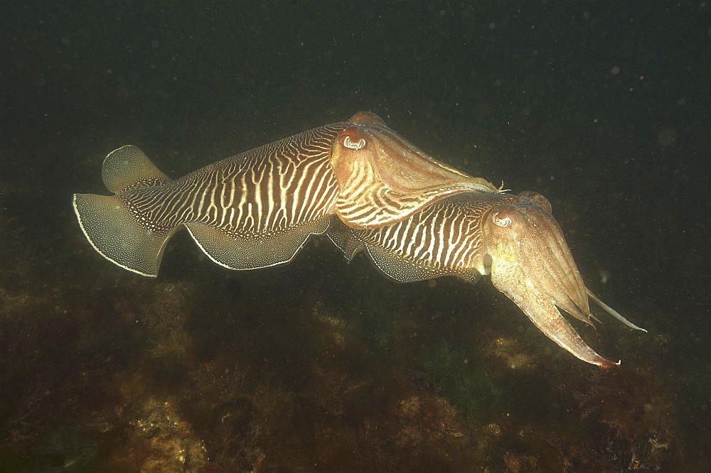 Cuttlefish (Sepia officinalis) Two mating. 
Babbacombe, Torquay, South Devon, UK
   (RR)