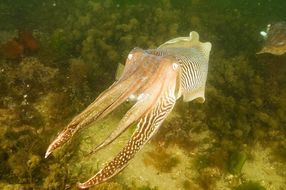 Cuttlefish (Sepia officinalis).
Babbacombe, Torquay, South Devon, UK
