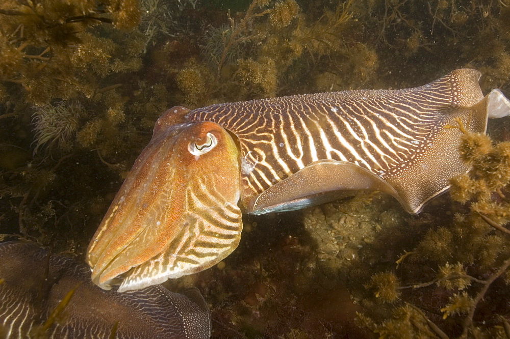 Cuttlefish (Sepia officinalis) Mating/Courtship. 
Babbacombe, Torquay, South Devon, UK
