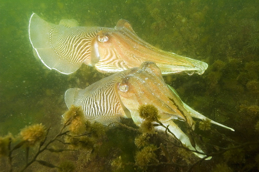 Cuttlefishes (Sepia officinalis).
Babbacombe, Torquay, South Devon, UK
