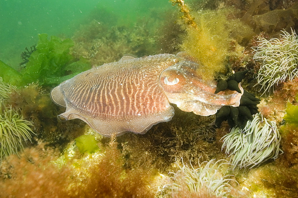 Cuttlefish (Sepia officinalis) Portrait. 
Babbacombe, Torquay, South Devon, UK
