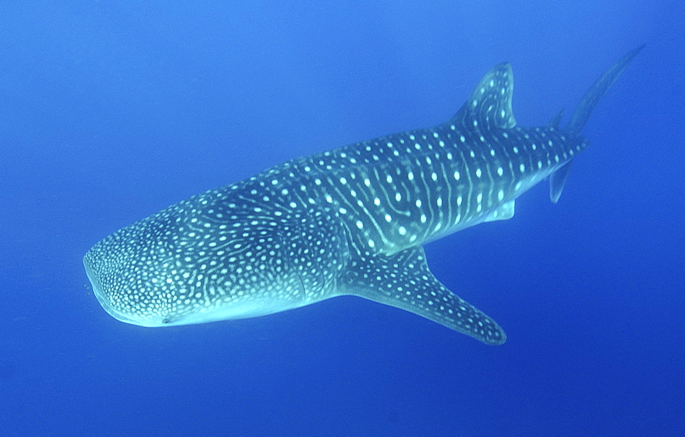 Whale Shark (Rhinicodon Typus)
Seychelles, Indian Ocean
