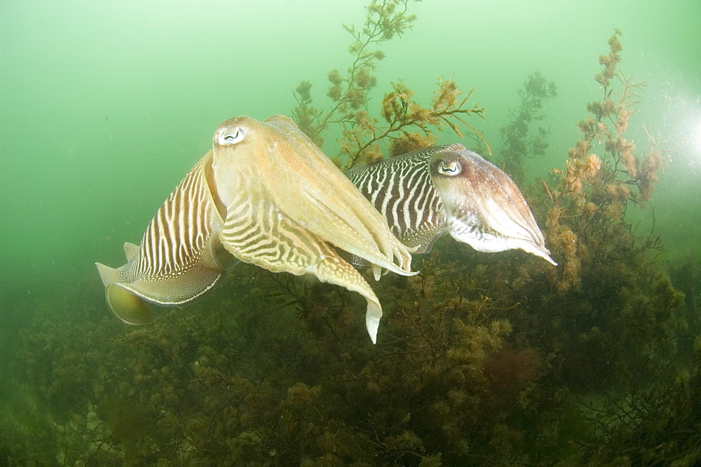 Cuttlefishes (Sepia officinalis).
Babbacombe, Torquay, South Devon, UK
