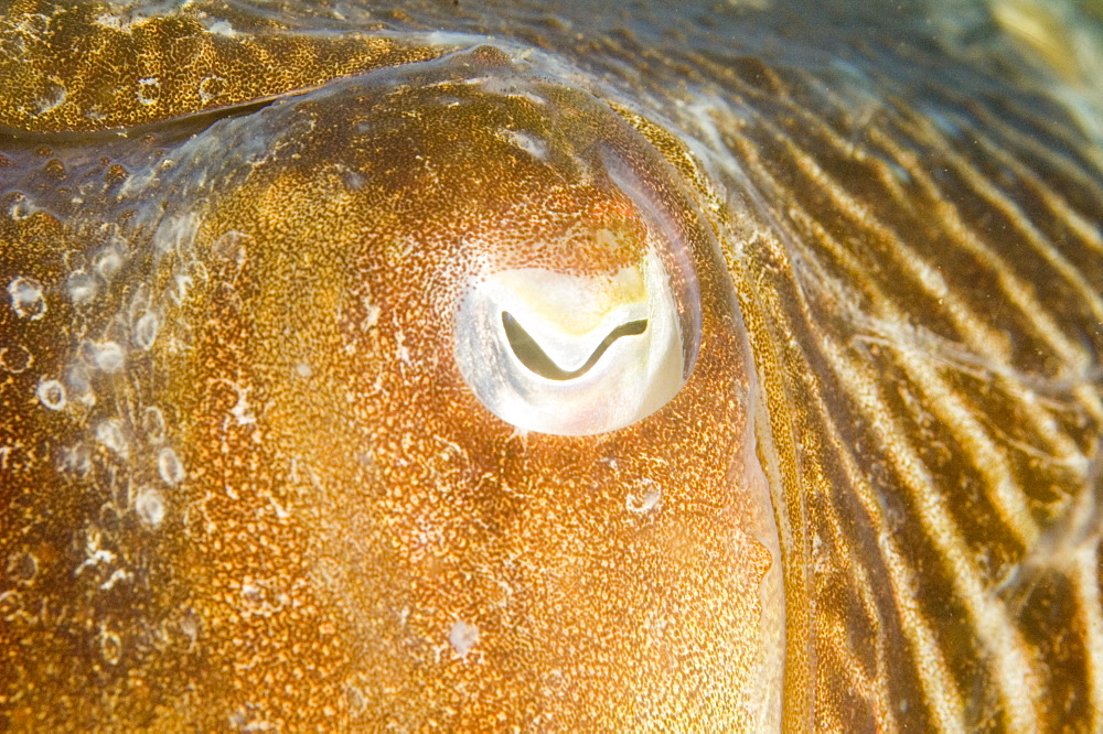 Cuttlefish (Sepia officinalis) Close up of eye. 
Babbacombe, Torquay, South Devon, UK
