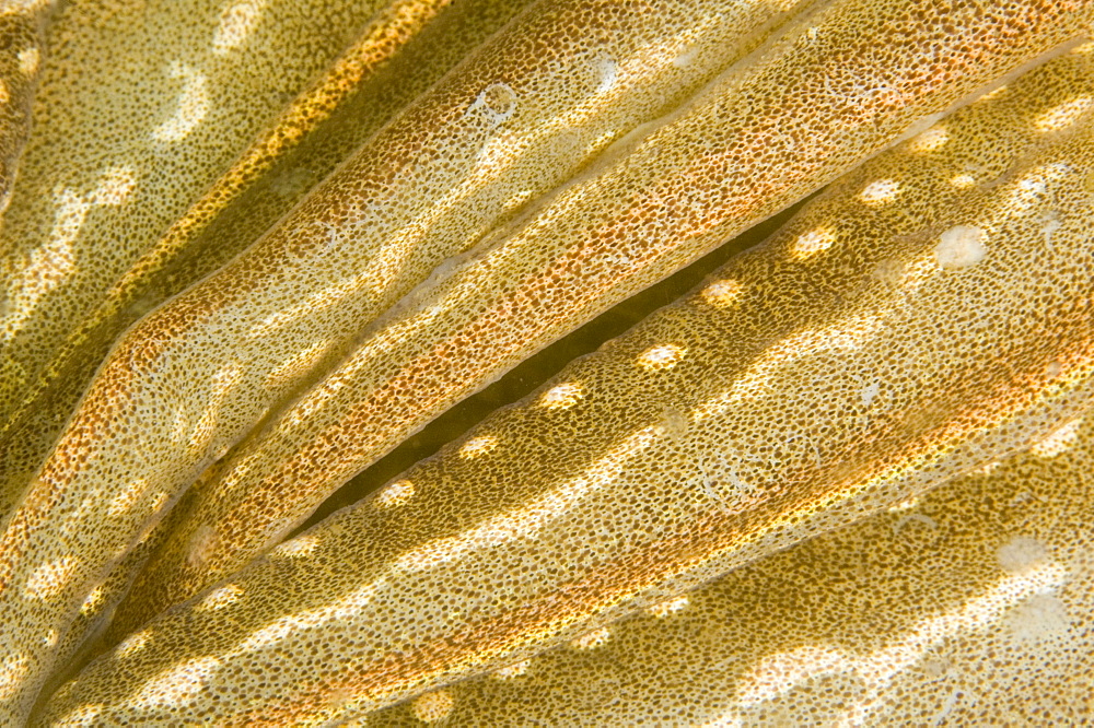 Cuttlefish (Sepia officinalis) Close up. 
Babbacombe, Torquay, South Devon, UK
