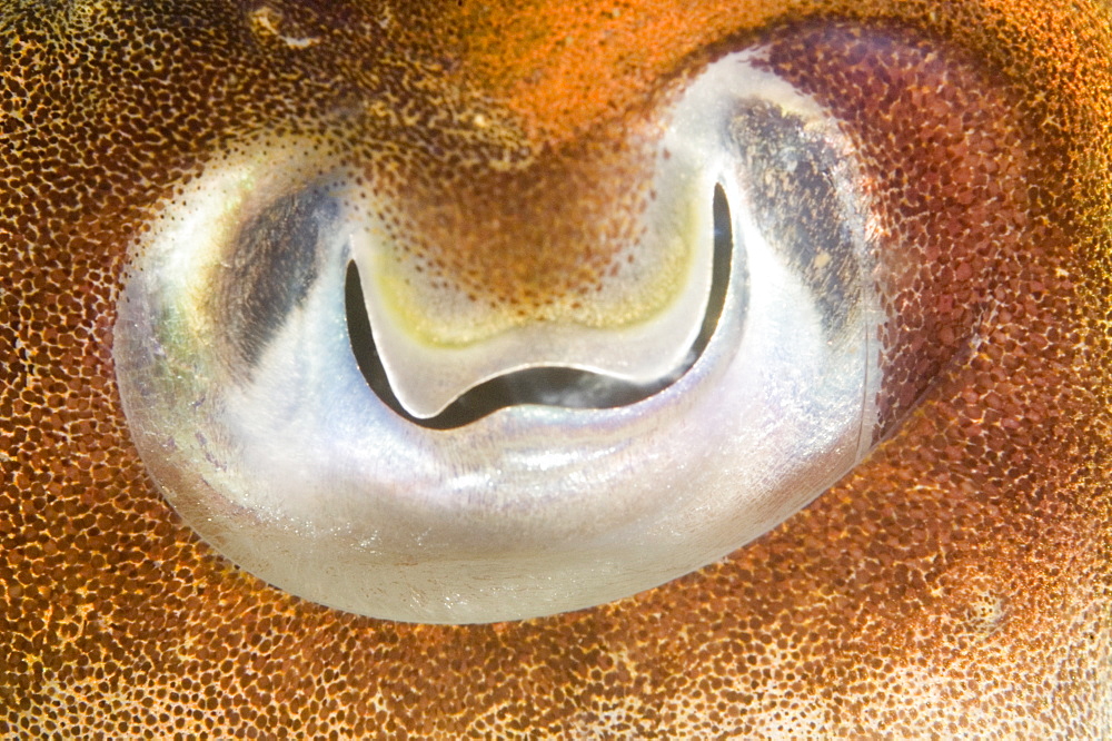 Cuttlefish (Sepia officinalis) Close up of eye. 
Babbacombe, Torquay, South Devon, UK
