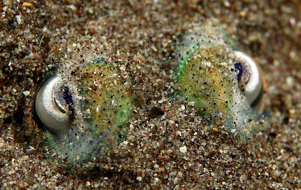 Cuttlefish (Sepia officinalis) Close up. 
Scraggane, The Maharees, County Kerry, Ireland
