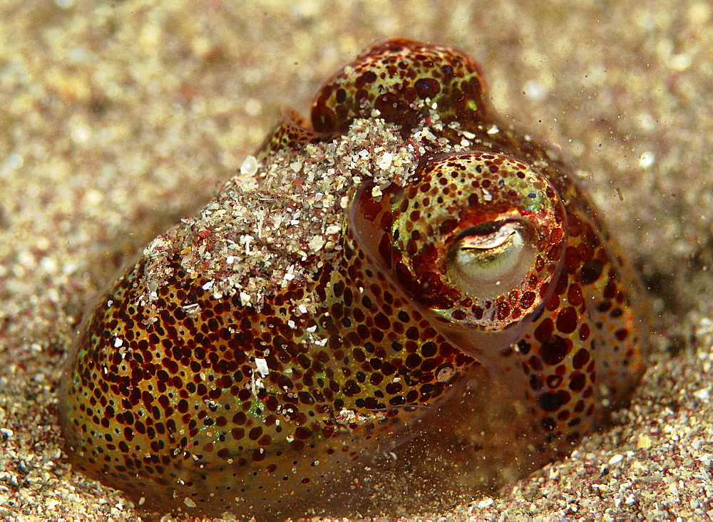 Cuttlefish (Sepia officinalis) changing colour. 
Scraggane, The Maharees, County Kerry, Ireland
