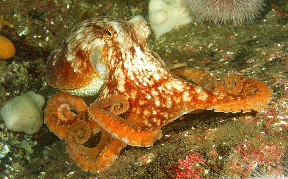 Common Octopus (Octopus vulgaris). St Abbs Reserve, Berwickshire, Scotland.   (RR)  