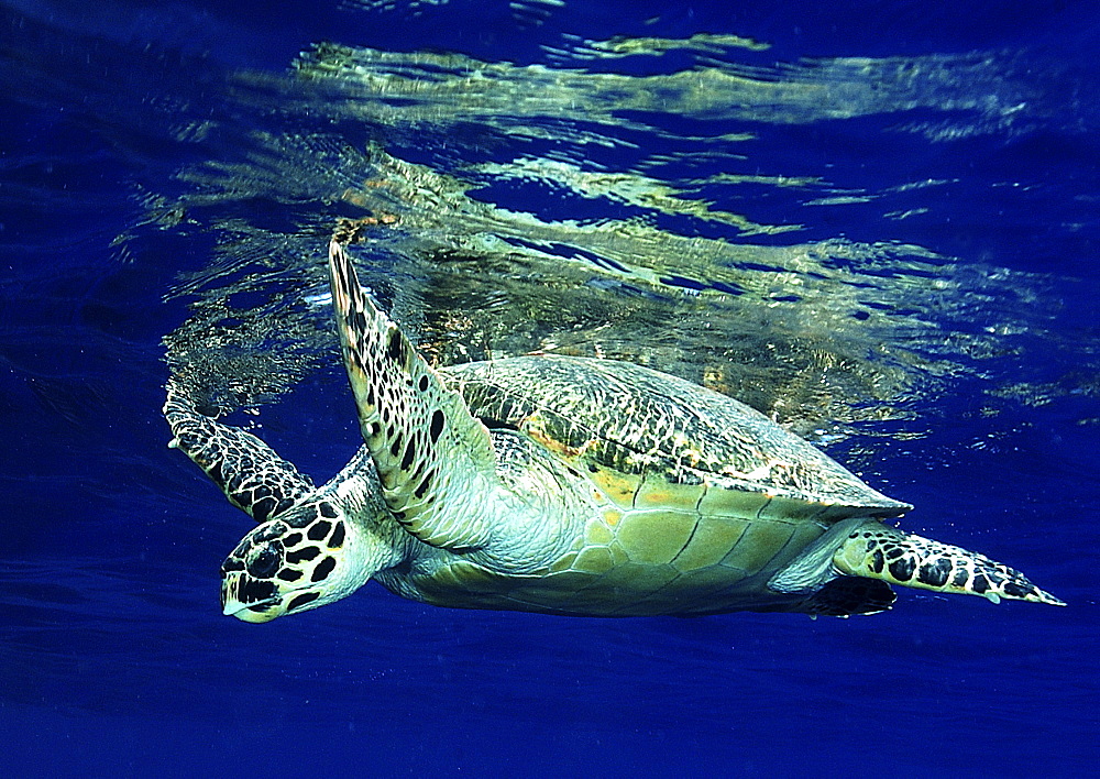 Hawksbill Turtle (Eretmochelys Imbricata).
Marsa Alarm, Egypt, Red Sea.
