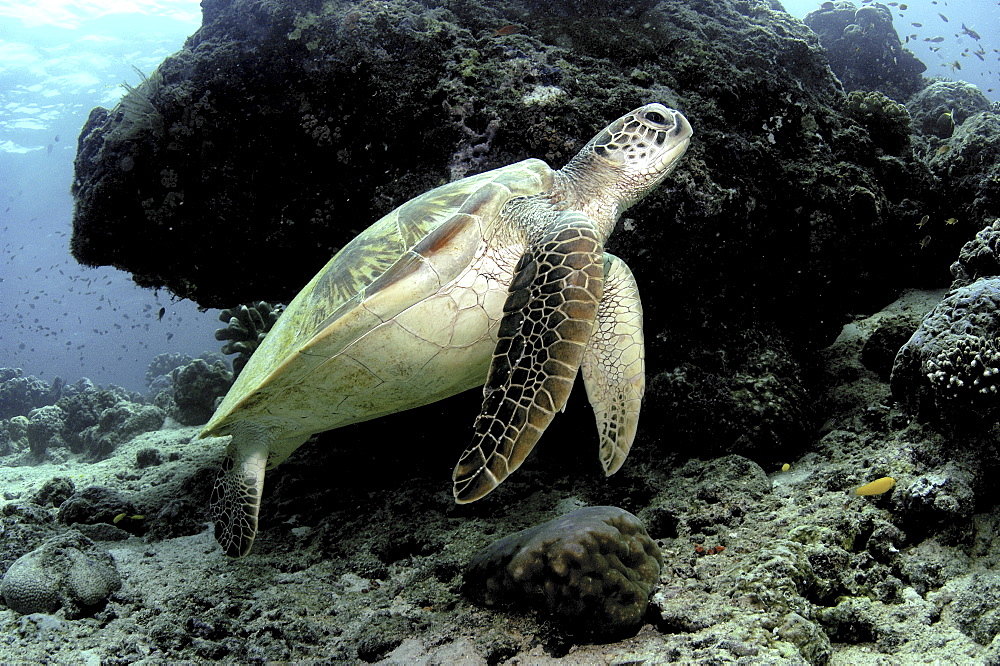 Green Turtle (Chelonia mydas).
Sipadan Island, Borneo, Malaysia
   (RR)