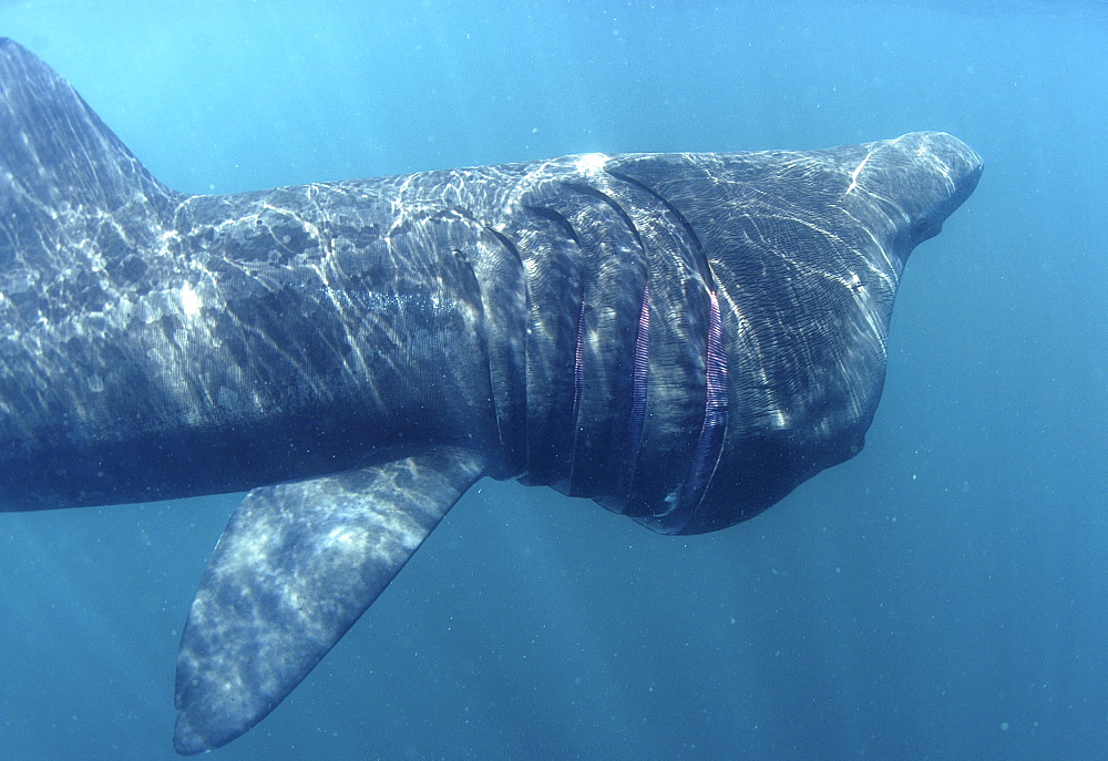 Basking Shark (Cetorhinus maximus).
Cornwall, UK.
